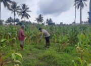 Dukung Ketahanan Pangan Nasional, Bhabinkamtibmas Polsek Pekat Pantau Lahan Jagung Warga di Kadindi