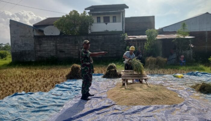 Harapan Petani Jatisela Saat Panen Perdana Tahun 2026