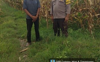 Dari Tanam Hingga Panen, Polisi di Dompu Siap Kawal Hasil Jagung Petani