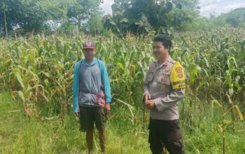 Jagung Varietas NK JAGO di Rasabou Dipantau Polisi, Estimasi Panen Capai 6 Ton