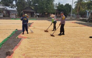 Bhabinkamtibmas Desa Kempo Aktif Dampingi Petani Jemur Jagung Dukung Ketahanan Pangan Nasional