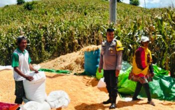 Dampingi Petani Jemur Jagung, Bhabinkamtibmas Desa Matua Perkuat Ketahanan Pangan