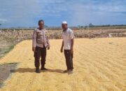 Polri Hadir di Sektor Pertanian, Lahan Jagung Warga Kilo Dipantau guna dukung Ketahanan Pangan