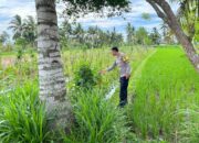 Sambang Desa di Kumbang, Bhabinkamtibmas Ajak Warga Kompak Jaga Pangan dan Kamtibmas
