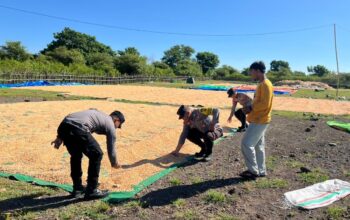 Sukseskan Swasembada Pangan, Bhabinkamtibmas Polsek Tambora Bantu dan Cek Warganya Yang Jemur Jagung