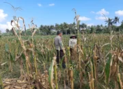 Polres Lombok Barat Dampingi Petani Jagung Desa Tempos