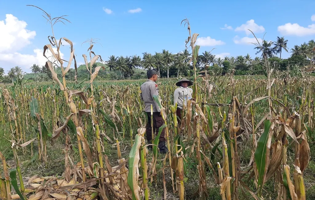 Bhabinkamtibmas Tempos Motivasi Petani Saat Panen Jagung