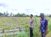Personel Polsek Terara Sambangi Petani dan Monitoring Tanaman Cabai di Desa Sukadana