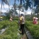 Bhabinkamtibmas Desa Kesik Cek Lahan Ketahanan Pangan di Dusun Munsok, Dukung Program Pemerintah