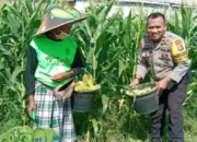 Bhabinkamtibmas Bagik Polak Barat Terjun ke Dusun Jogot, Motivasi Petani Jagung Perkuat Stok Pangan