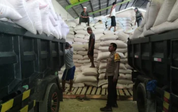 Sinergi Kuat Polri dan Petani di Lembar: Pastikan Belasan Ton Jagung Diserap Bulog Tanpa Hambatan