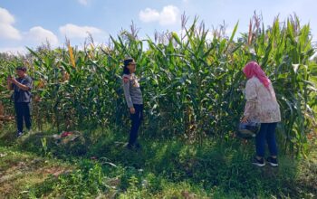 Kapolsek Selong Cek Lokasi Panen Jagung, Siapkan Rencana Panen Raya di Lombok Timur