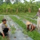 Optimalkan Lahan Sempit, Bhabinkamtibmas Dasan Geres Dorong Ketahanan Pangan Mandiri Lewat Media Polibag