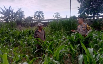 Lombok Barat Percepat Ketahanan Pangan Nasional Lewat Desa