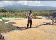 Bhabinkamtibmas Seruni Mumbul Monitoring Panen Jagung Warga di Pringga baya