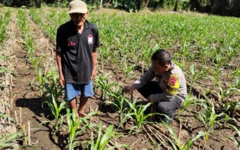 Bhabinkamtibmas Pringgabaya Cek Tanaman Jagung dan Sampaikan Himbauan Kamtibmas kepada Petani