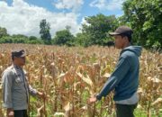 Bhabinkamtibmas Desa Nangakara Dampingi Petani Jelang Panen Jagung