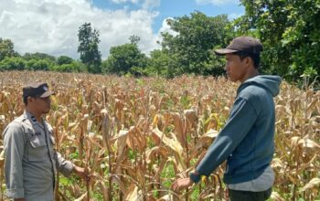 Bhabinkamtibmas Desa Nangakara Dampingi Petani Jelang Panen Jagung