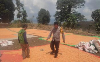 Ketahanan Pangan Nasional, Bhabinkamtibmas Polsek Donggo Aktif Dampingi dan Bantu Petani