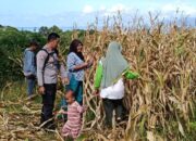 Pantau Panen Jagung Warga, Bhabinkamtibmas Desa Hu’u Dukung Ketahanan Pangan Nasional