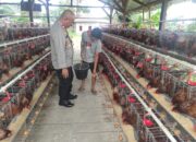 Kapolsek Sakra Kunjungi BUMDes Suwangi, Cek Budidaya Ayam Petelur dan Ingatkan Kebersihan Kandang