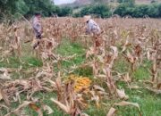Panen Jagung Sekotong Barat Tembus 18 Ton di Lombok Barat