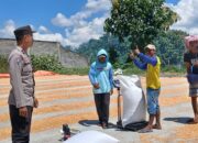 Bhabinkamtibmas Desa Mbuju Pantau Penjemuran Jagung, Dukung Ketahanan Pangan Nasional