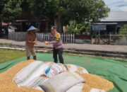 Bhabinkamtibmas Desa Kempo Dampingi Warga Panen Jagung, Dukung Ketahanan Pangan Nasional