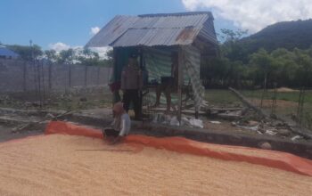 Bhabinkamtibmas Desa Daha Pantau Penjemuran Jagung Warga, Dukung Ketahanan Pangan Nasional