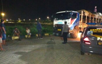 Antrean Truk Sapi di Pelabuhan Lembar Akhirnya Melandai, Distribusi ke Jawa Kini Jauh Lebih Cepat!