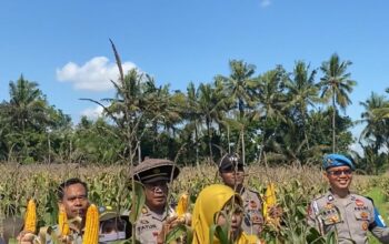 Bhabinkamtibmas Desa Sukamulia Timur Bersama Polsek Sukamulia Gelar Panen Jagung Dukung Ketahanan Pangan