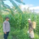 Sinergi Tanpa Batas di Lombok Barat: Saat Polisi dan Petani Berkolaborasi Demi Kedaulatan Pangan Desa