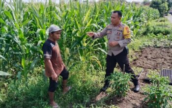 Petani Jagung Dusun Jogot Didorong Optimalkan Lahan Pekarangan