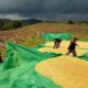 Mengawal Program Asta Cita di Desa: Aksi Nyata Polisi Lombok Barat Turun ke Sawah Bantu Petani Jagung