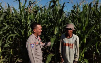 Bhabinkamtibmas Pringgabaya Cek Tanaman Jagung dan Sampaikan Himbauan Kamtibmas kepada Petani