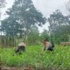 Bhabinkamtibmas Desa Selong Belanak Sambangi Petani Jagung, Dukung Swasembada Pangan Nasional