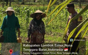 Bhabinkamtibmas Desa Selagik Cek Lahan Jagung Warga, Dukung Ketahanan Pangan