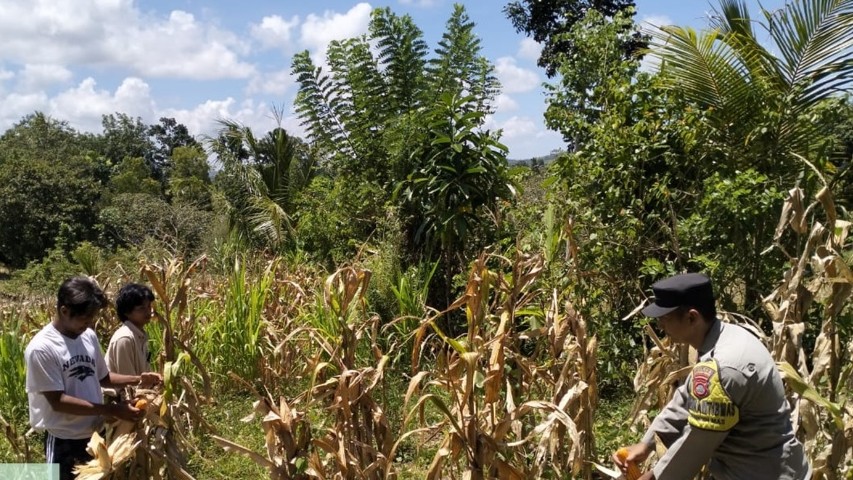 Bhabinkamtibmas Buwun Mas Dorong Swasembada Pangan