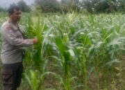Langkah Nyata Polsek Labuapi Kawal Kemandirian Pangan Nasional Melalui Pendampingan Petani Jagung
