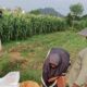 Sinergi Bhabinkamtibmas dan Petani Optimalkan Lahan