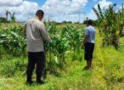 Labuapi, Lombok Barat - Upaya memperkuat kedaulatan pangan nasional kini terus digalakkan hingga ke tingkat desa. Di wilayah sektor pertanian Lombok Barat, aparat kepolisian mengambil peran aktif sebagai motor penggerak masyarakat dalam mengoptimalkan potensi agraris lokal. Langkah nyata ini terlihat dari personel Bhabinkamtibmas Desa Labuapi yang turun langsung ke lapangan. Mereka menyambangi serta memotivasi para warga dan petani di wilayah binaannya. Kegiatan yang berlangsung pada Rabu, 20 Mei 2026, menjadi momentum penting dalam mengedukasi masyarakat mengenai pentingnya kemandirian pangan. Pihak kepolisian mendorong warga untuk tidak membiarkan lahan pekarangan sekitar rumah menganggur. Mereka mengajak masyarakat mengubahnya menjadi area produktif yang mampu menghasilkan tanaman pangan bergizi. Edukasi Humanis untuk Memajukan Pertanian Lombok Barat Dalam peninjauan tersebut, petugas Bhabinkamtibmas yang mengenakan seragam dinas lengkap tampak mendatangi langsung area bercocok tanam warga. Suasana dialogis dan humanis tercipta di tengah perkebunan jagung yang sedang tumbuh subur. Kehadiran aparat di tengah-tengah petani ini bukan sekadar kunjungan biasa. Langkah ini merupakan sebuah strategi untuk memberikan motivasi sekaligus menyosialisasikan program strategis pemerintah pusat terkait ketahanan pangan nasional. Kapolres Lombok Barat, Polda NTB, AKBP Yasmara Harahap, S.I.K., M.Si., melalui Kapolsek Labuapi, Ipda Selamet Riadi, S.H., M.H., menegaskan sebuah hal penting. Beliau menyatakan bahwa peran kepolisian saat ini juga mencakup aspek pendampingan kesejahteraan masyarakat. Sektor pertanian Lombok Barat menjadi salah satu fokus utama yang perlu mendapat perhatian khusus agar stabilitas pangan di tingkat daerah tetap terjaga dengan baik. "Kami menginstruksikan seluruh personel, khususnya Bhabinkamtibmas, untuk menjadi pelopor di desa binaan masing-masing. Kehadiran anggota di lapangan adalah untuk meyakinkan masyarakat bahwa pemanfaatan sekecil apa pun lahan yang mereka miliki akan berdampak besar bagi ketahanan pangan keluarga dan nasional," ujar Ipda Selamet Riadi saat memberikan keterangan resminya. Mengubah Lahan Tidur Menjadi Sumber Gizi Keluarga Melalui edukasi secara langsung di lapangan, pihak kepolisian mengajak warga untuk lebih produktif dalam mengelola lingkungan sekitar. Salah satu fokus utamanya adalah mengubah lahan pekarangan rumah yang tidak terpakai atau lahan tidur menjadi sumber pangan mandiri. Tanaman cepat panen seperti sayur-sayuran, umbi-umbian, dan jagung yang sangat cocok untuk membudidayakannya di area pekarangan karena perawatannya yang relatif mudah. Langkah pemanfaatan lahan ini sehingga tidak hanya mampu memperkuat kedaulatan pangan di tingkat desa. Upaya ini juga dapat membantu memenuhi kebutuhan gizi keluarga secara berkelanjutan. Dengan memproduksi bahan pangan sendiri, masyarakat secara otomatis dapat menekan pengeluaran belanja rumah tangga. Mereka juga dapat memastikan kualitas nutrisi yang dikonsumsi oleh keluarga terjamin dengan baik. Komitmen Pendampingan Berkelanjutan untuk Kemajuan Pertanian Lombok Barat Seluruh rangkaian kegiatan sambang warga ini berjalan dengan aman, tertib, dan lancar. Kehadiran petugas Bhabinkamtibmas mendapatkan respons yang sangat positif dari warga setempat. Banyak di antara petani dan pemilik lahan yang menyatakan komitmennya. Mereka siap terus mengoptimalkan lahan secara maksimal setelah mendapatkan arahan dan motivasi dari petugas. Pihak Kepolisian Sektor Labuapi menegaskan bahwa kegiatan ini tidak akan berhenti sampai di sini saja. Pihak kepolisian berkomitmen akan terus melakukan pengawalan serta memberikan pendampingan secara konsisten kepada para petani setempat. Melalui sinergi yang kuat antara kepolisian, pemerintah desa, dan elemen masyarakat, diharapkan Kecamatan Labuapi dapat berkembang pesat. Wilayah ini ditargetkan menjadi salah satu daerah percontohan dalam menciptakan ketahanan pangan yang tangguh, mandiri, dan berkelanjutan di sektor pertanian Lombok Barat.