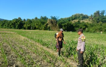 Dukung Ketahanan Pangan, Bhabinkamtibmas Desa Tarusa Sambangi Petani Jagung
