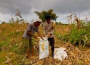 Dorong Petani Sejahtera, Bhabinkamtibmas Desa Poja Sape Loby Bulog Serap Hasil Panen Jagung