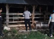 Jaga Kamtibmas, Polsek Sekotong Sambangi Kandang Ternak Dini Hari