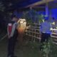 Polsek Sekotong Tekan Kasus Pencurian Ternak Sapi di Lombok