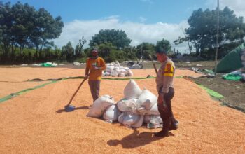 BHABINKAMTIBMAS DESA DOROPETI LAKUKAN PEMANTAUAN HASIL PANEN JAGUNG WARGA DI KECAMATAN PEKAT
