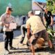Bhabinkamtibmas Seteluk Tengah Dampingi Pemotongan Hewan Kurban Polres Sumbawa Barat
