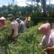 Bhabinkamtibmas Desa Kesik Polsek Masbagik Cek Lahan Ketahanan Pangan Bergizi Tanaman Cabai