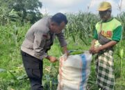 Cara Polsek Labuapi Perkuat Ketahanan Pangan dari Tingkat Desa