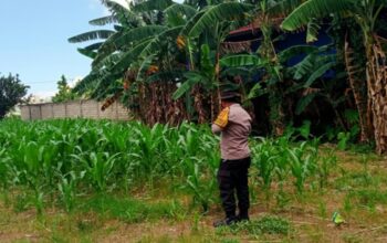 Bhabinkamtibmas Polsek Labuapi Gerakkan Program Ketahanan Pangan Desa